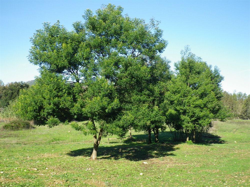 Agriturismo Sa Murta In Sennariolo-Oristano Экстерьер фото